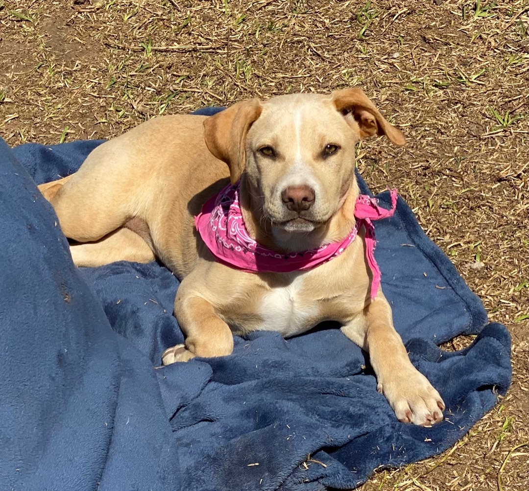 Samantha, a Adoptable mixed breed in Madisonville, TX image 5/17