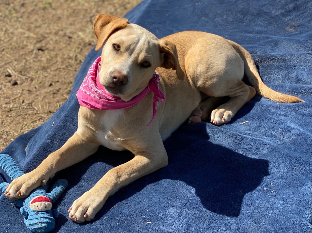 Samantha, a Adoptable mixed breed in Madisonville, TX image 6/17