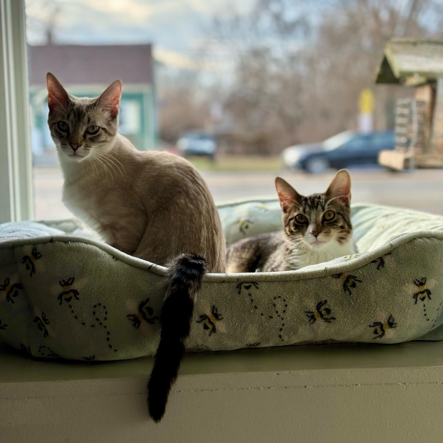 Lucy & Maximus, adopted, Kitten Female Domestic Short Hair.
