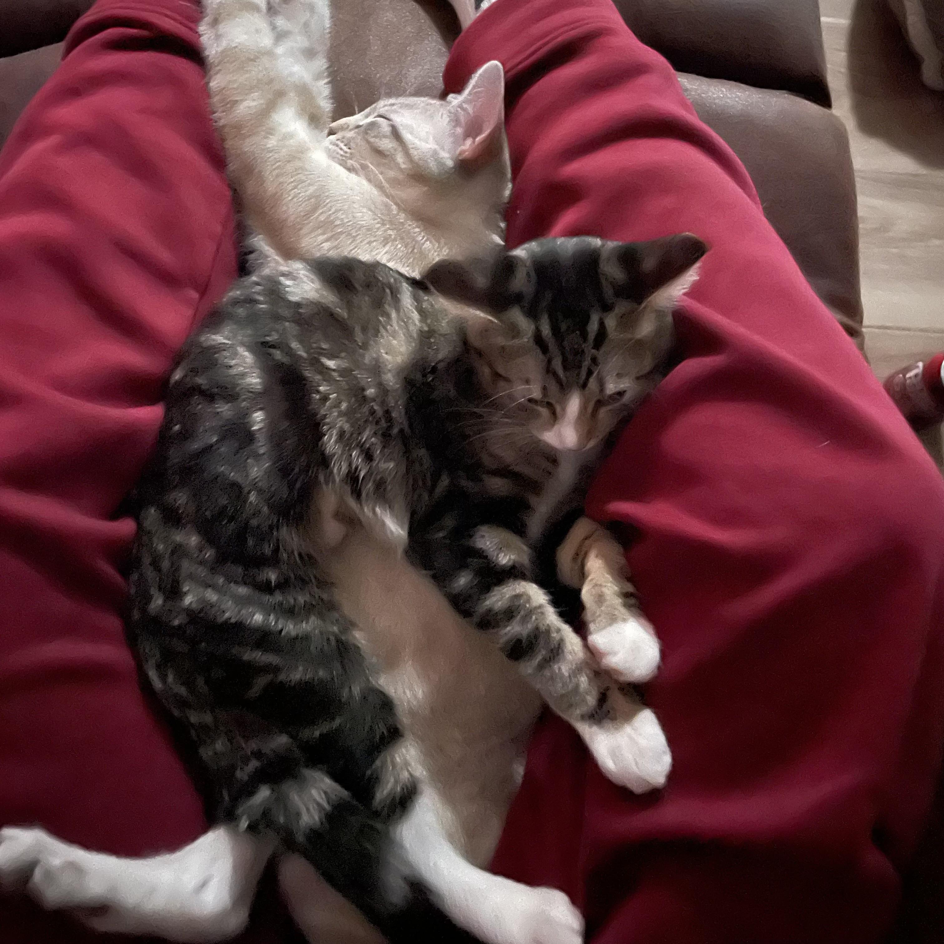 Enlarge Lucy & Maximus, an adopted Domestic Short Hair in Cincinnati, OH image 3/6