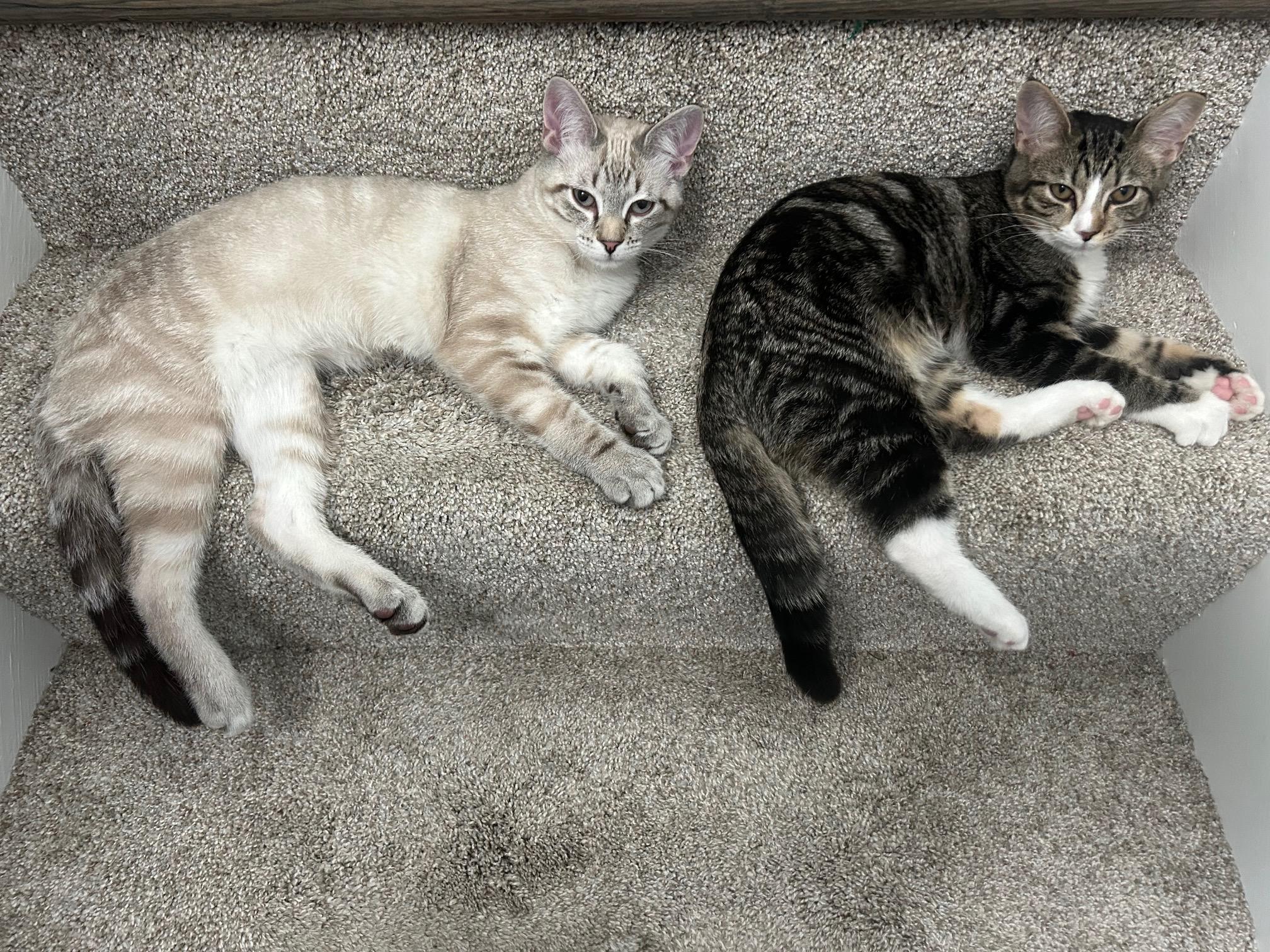 Enlarge Lucy & Maximus, an adopted Domestic Short Hair in Cincinnati, OH image 2/6