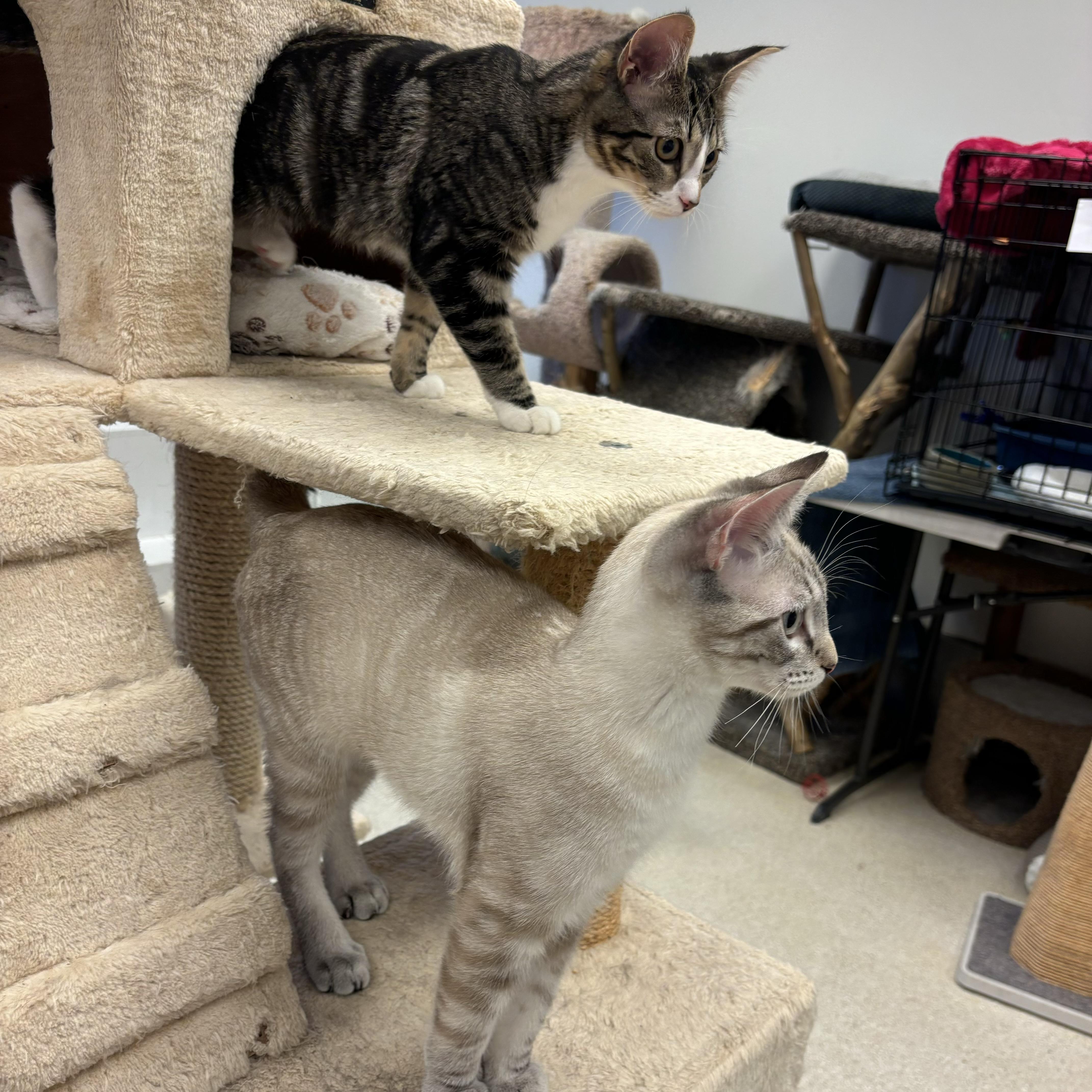 Enlarge Lucy & Maximus, an adopted Domestic Short Hair in Cincinnati, OH image 4/6
