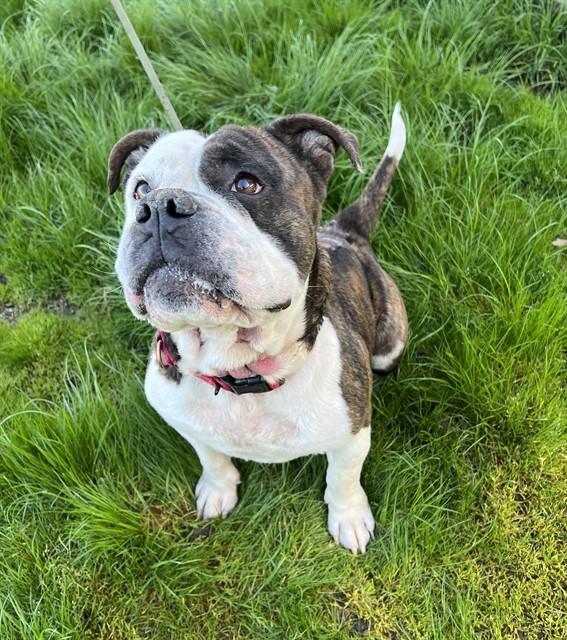 Enlarge Milhouse, a ADOPTABLE American Bulldog in Phoenix, OR image 3/3