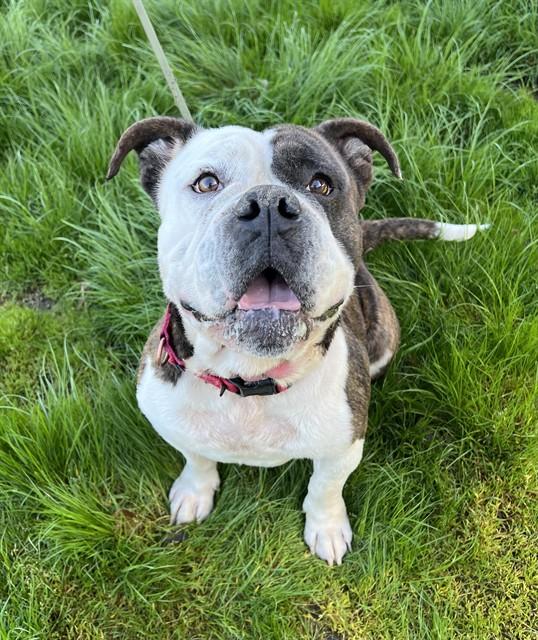 Milhouse, ADOPTABLE, Adult Male American Bulldog.
