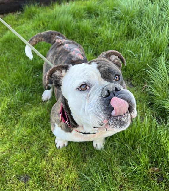 Enlarge Milhouse, a ADOPTABLE American Bulldog in Phoenix, OR image 1/3