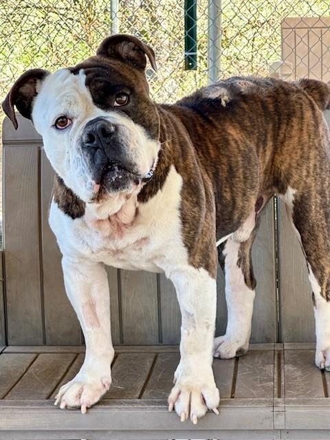 Enlarge Milhouse, a ADOPTABLE American Bulldog in Phoenix, OR image 3/5