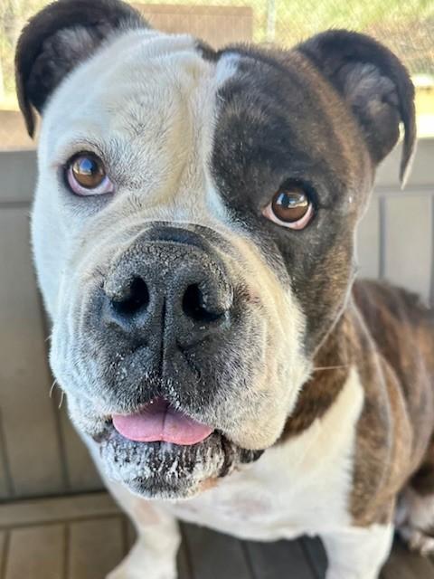 Enlarge Milhouse, a ADOPTABLE American Bulldog in Phoenix, OR image 5/5
