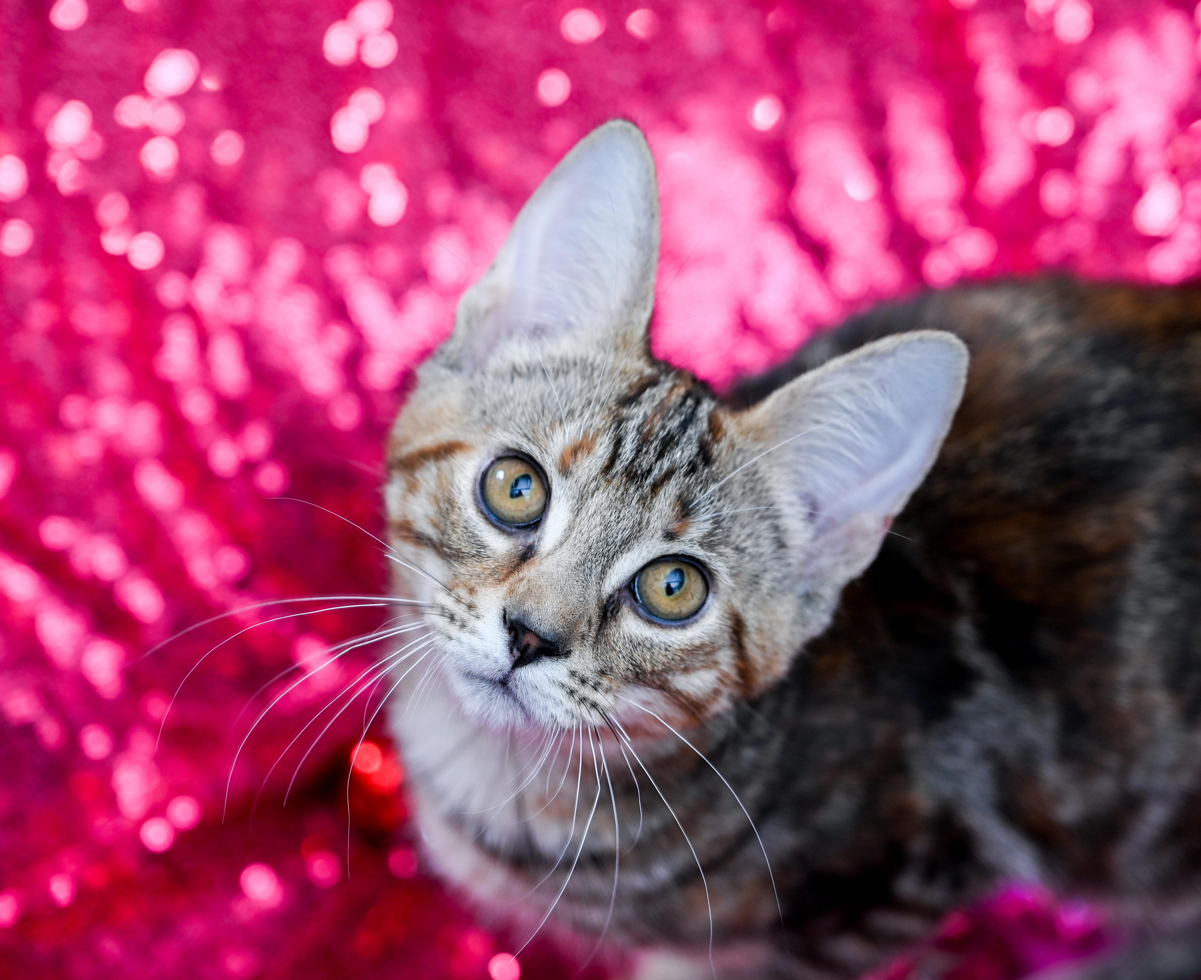 Enlarge Donegal, an adopted mixed breed in Chattanooga, TN image 4/5