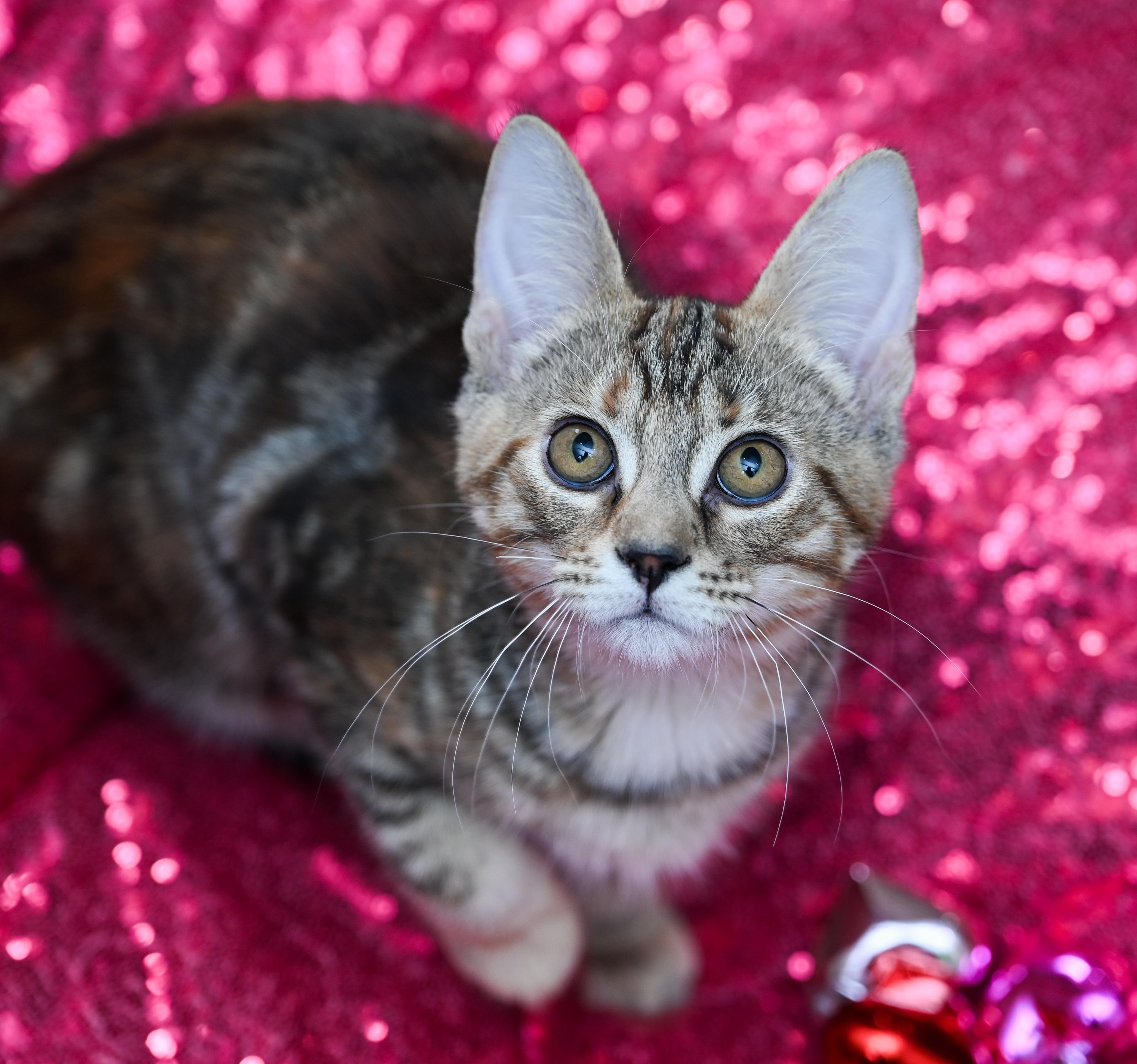 Enlarge Donegal, an adopted mixed breed in Chattanooga, TN image 2/5