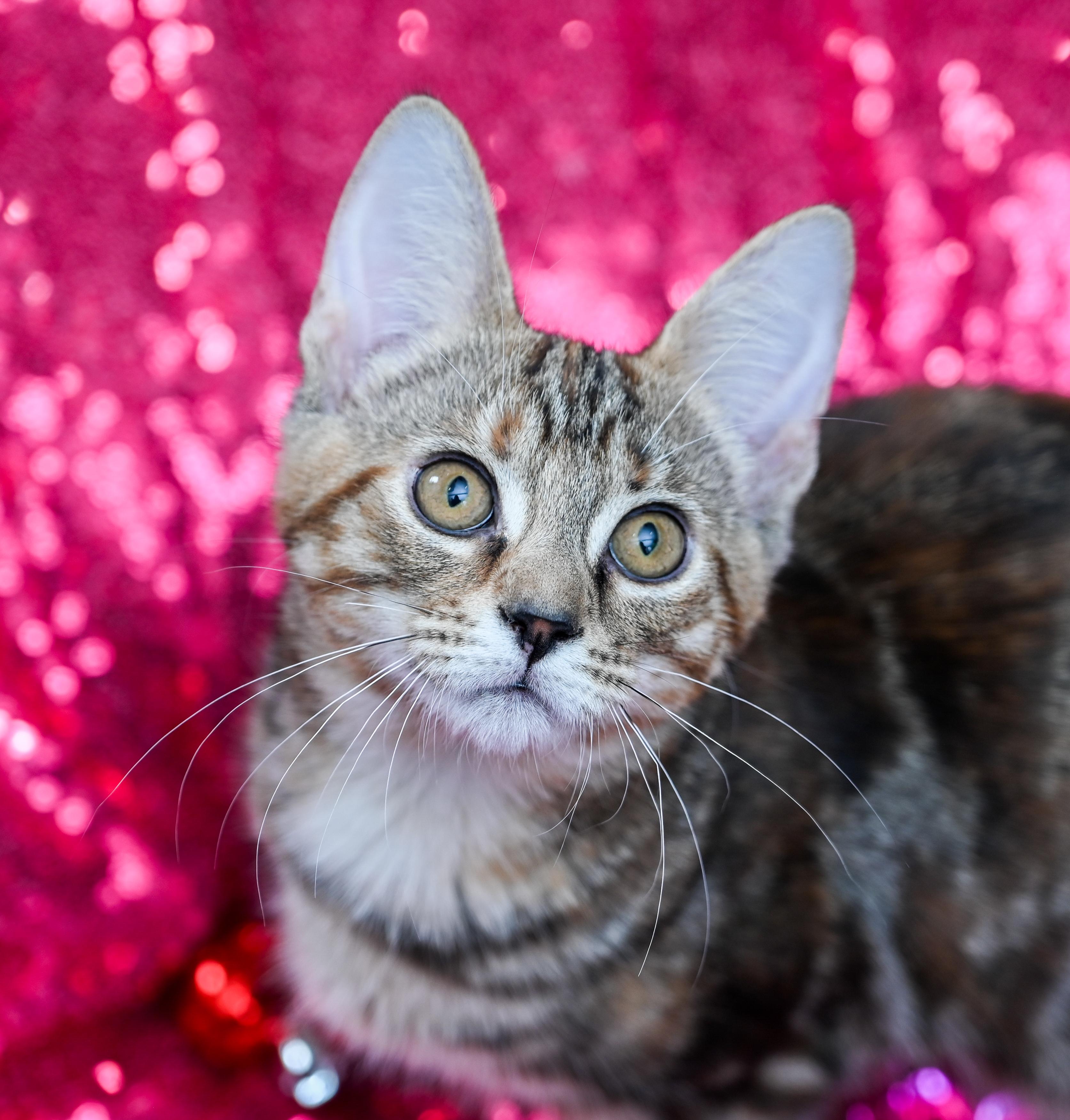 Enlarge Donegal, an adopted mixed breed in Chattanooga, TN image 5/5