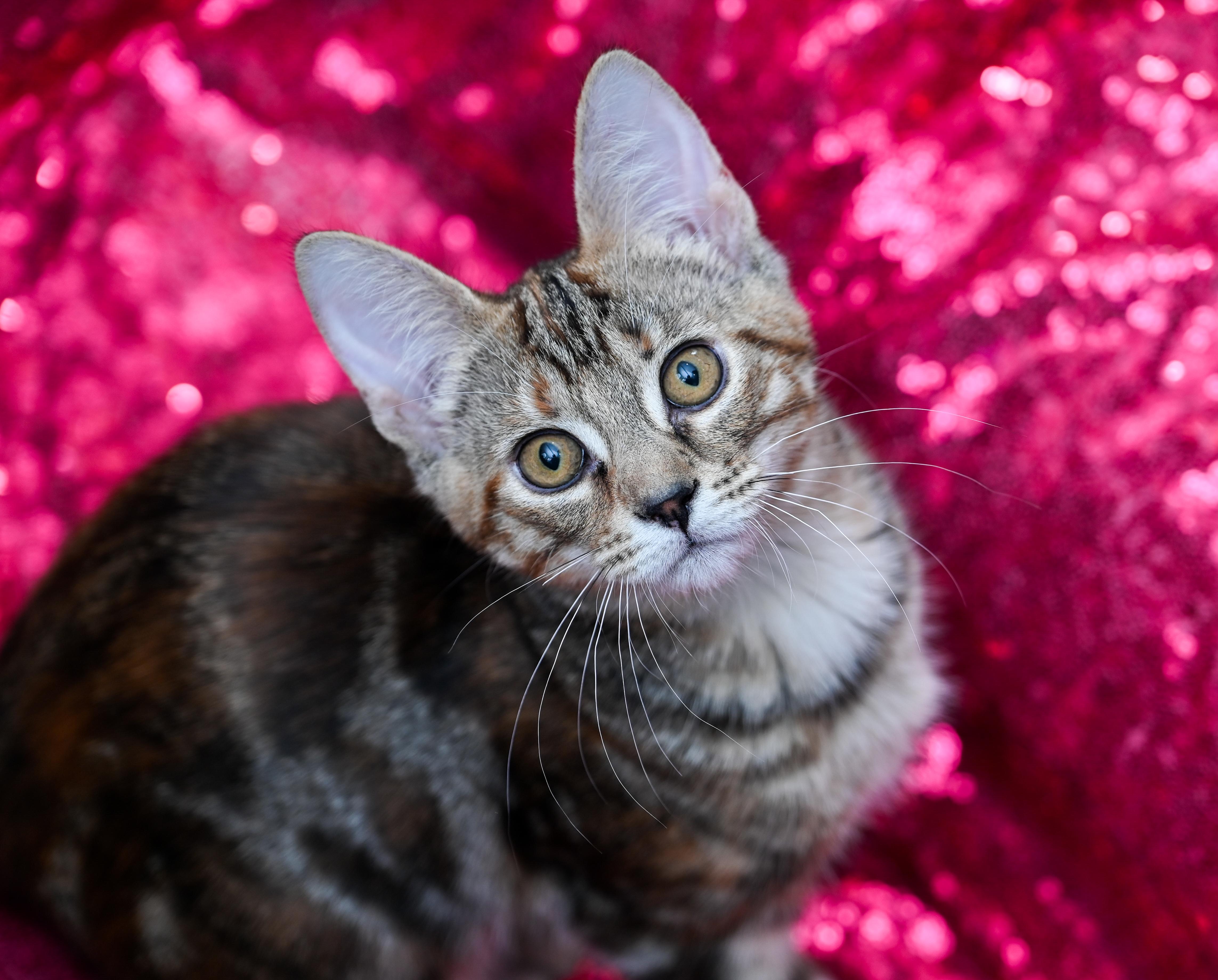 Donegal, adopted, Young Female Tabby & Domestic Short Hair.