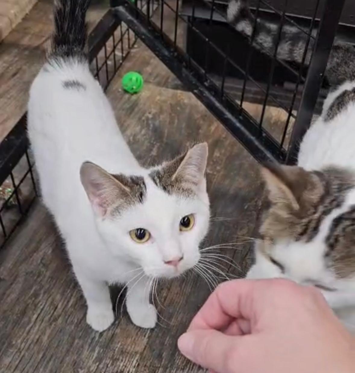 Enlarge Apollo - Pet Valu Brampton, a ADOPTABLE Domestic Short Hair in Mississauga, ON image 2/6