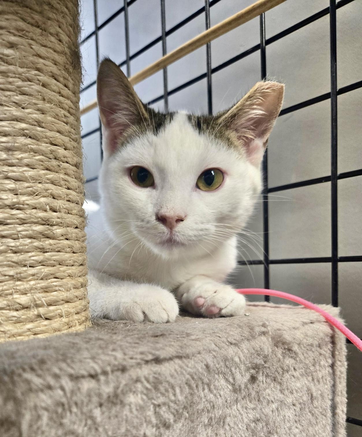 Enlarge Apollo - Pet Valu Brampton, a ADOPTABLE Domestic Short Hair in Mississauga, ON image 1/6