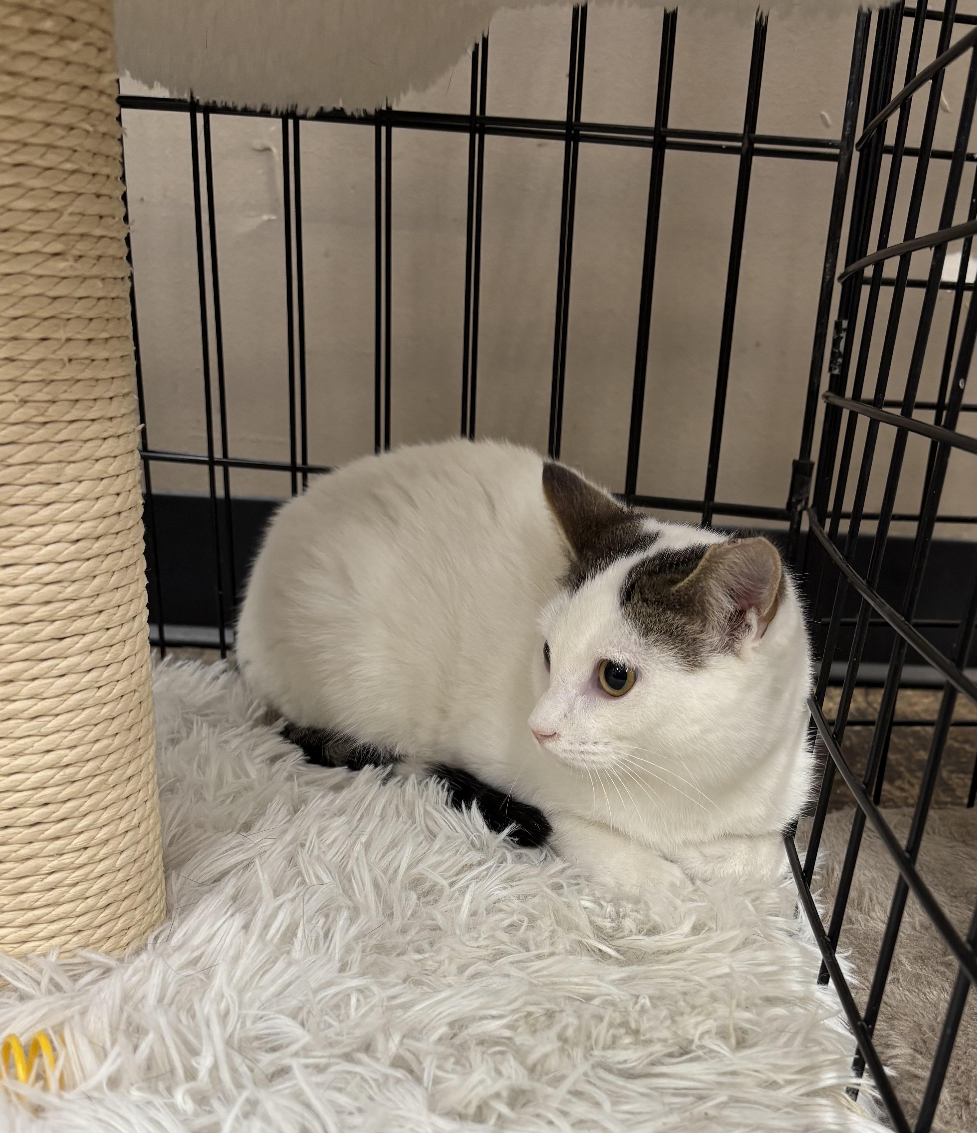 Enlarge Apollo - Pet Valu Brampton, a ADOPTABLE Domestic Short Hair in Mississauga, ON image 5/6