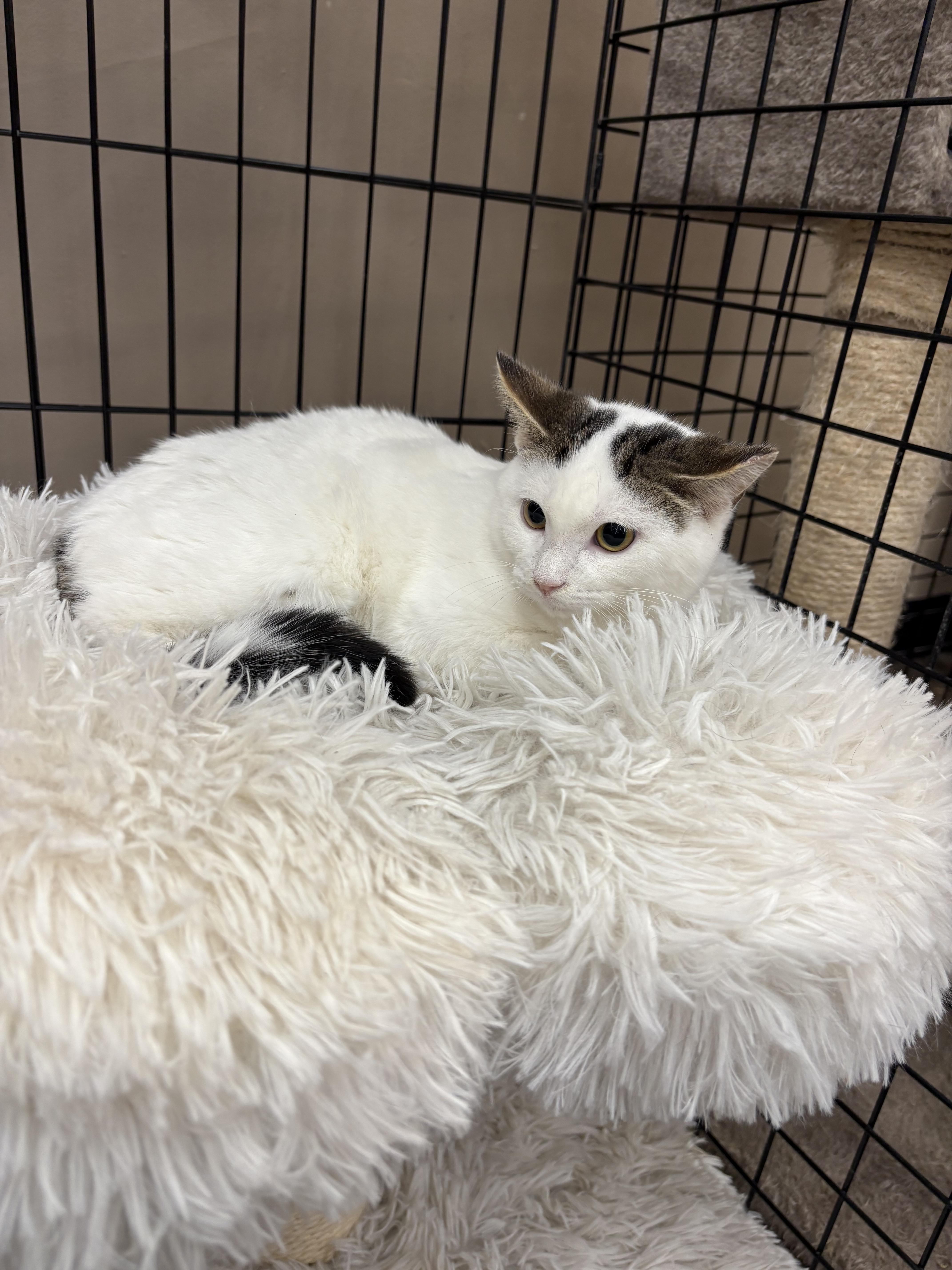 Enlarge Apollo - Pet Valu Brampton, a ADOPTABLE Domestic Short Hair in Mississauga, ON image 3/6