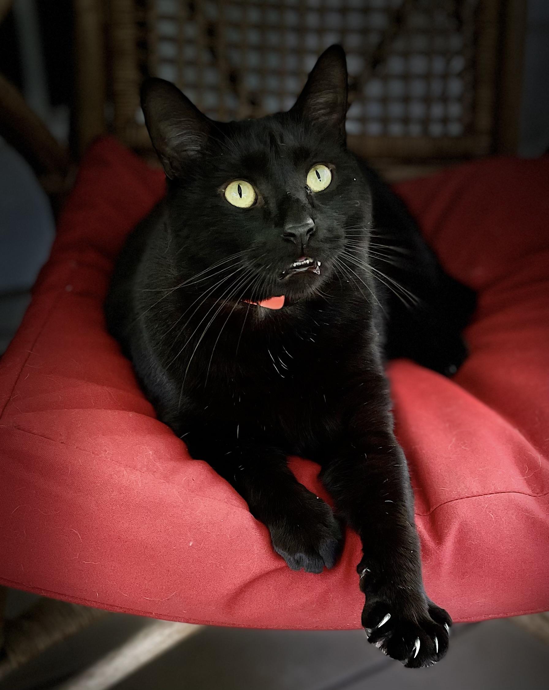 Enlarge Elvis, a Adoptable Domestic Short Hair in Clarkesville, GA image 3/5