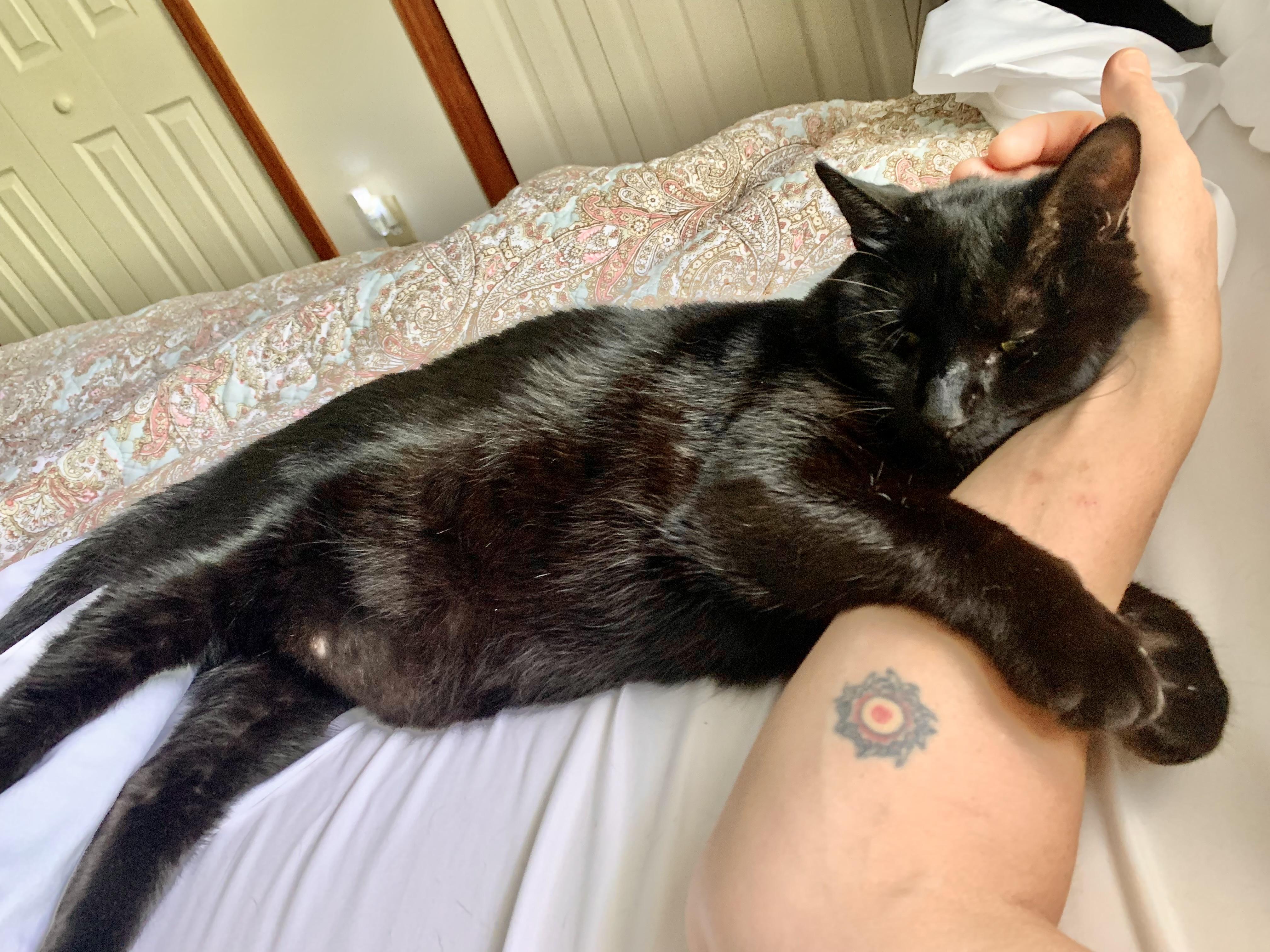 Enlarge Elvis, a Adoptable Domestic Short Hair in Clarkesville, GA image 2/5