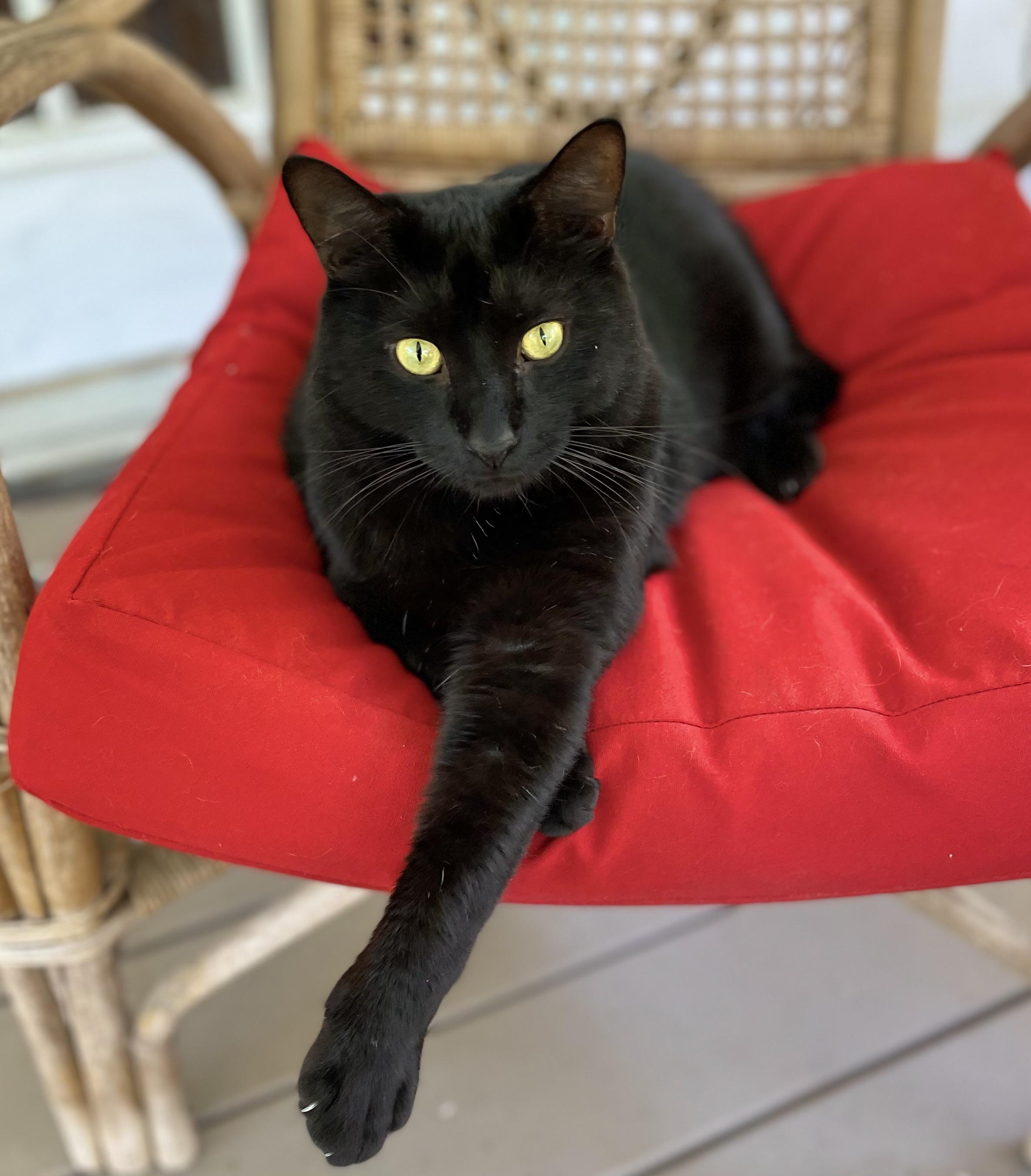 Elvis, Adoptable, Adult Male Domestic Short Hair.