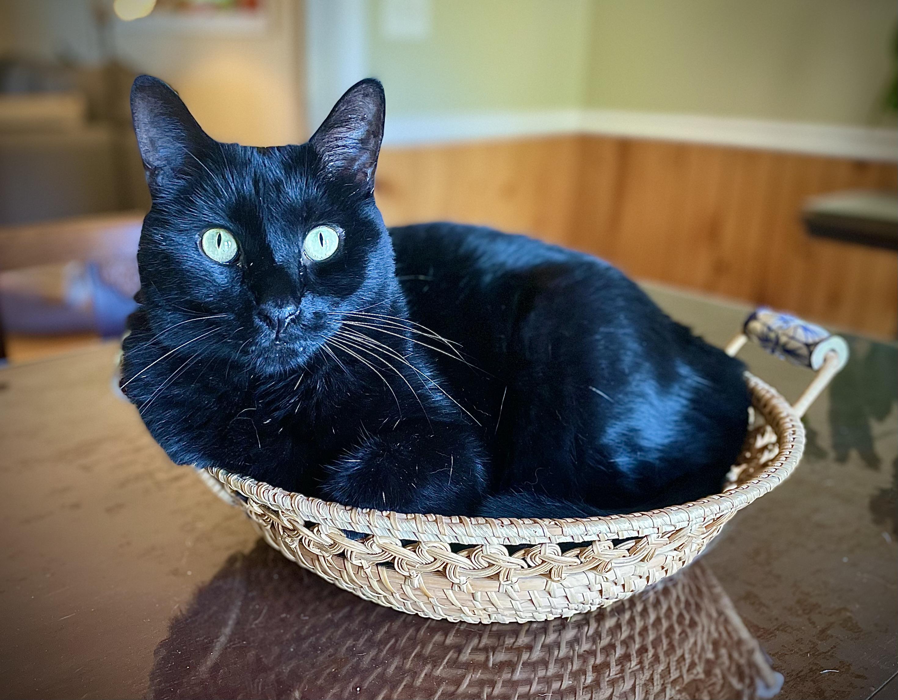 Enlarge Elvis, a Adoptable Domestic Short Hair in Clarkesville, GA image 4/5