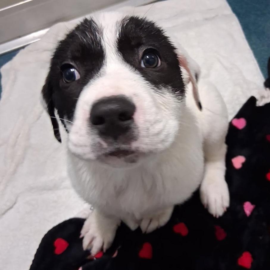 Riggs, Adoptable, Puppy Male Mixed Breed.