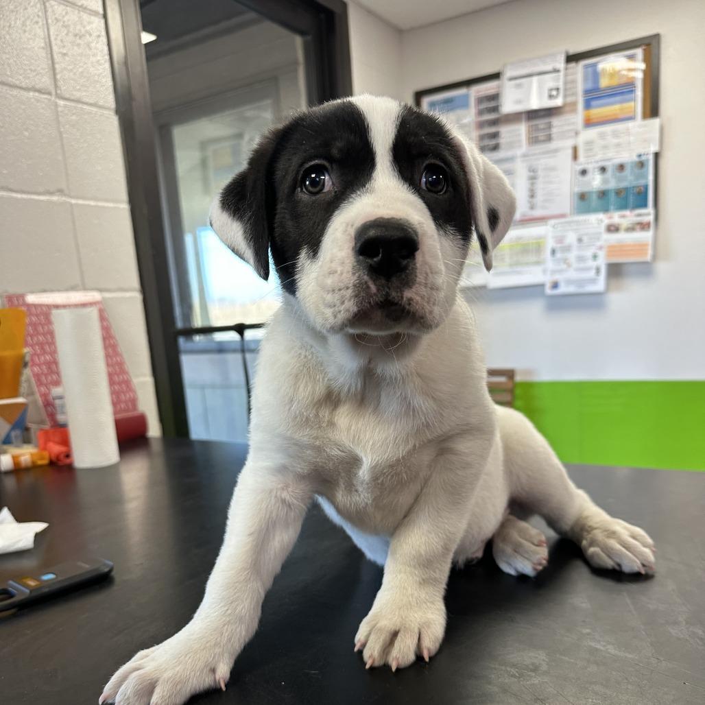 Enlarge Riggs, a Adoptable Mixed Breed in Ponca City, OK image 2/3