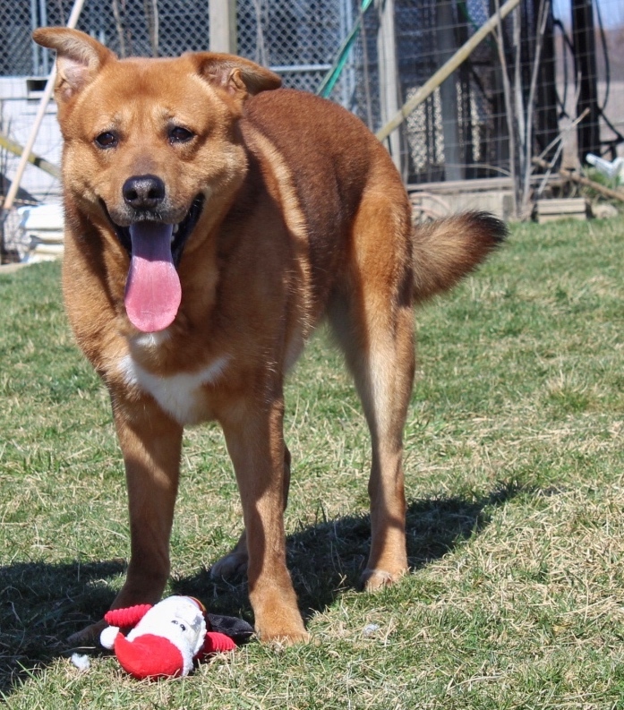 GUNTHER the Fetch Master, an adoptable German Shepherd Dog in Vallonia, IN, 47281 | Photo Image 2