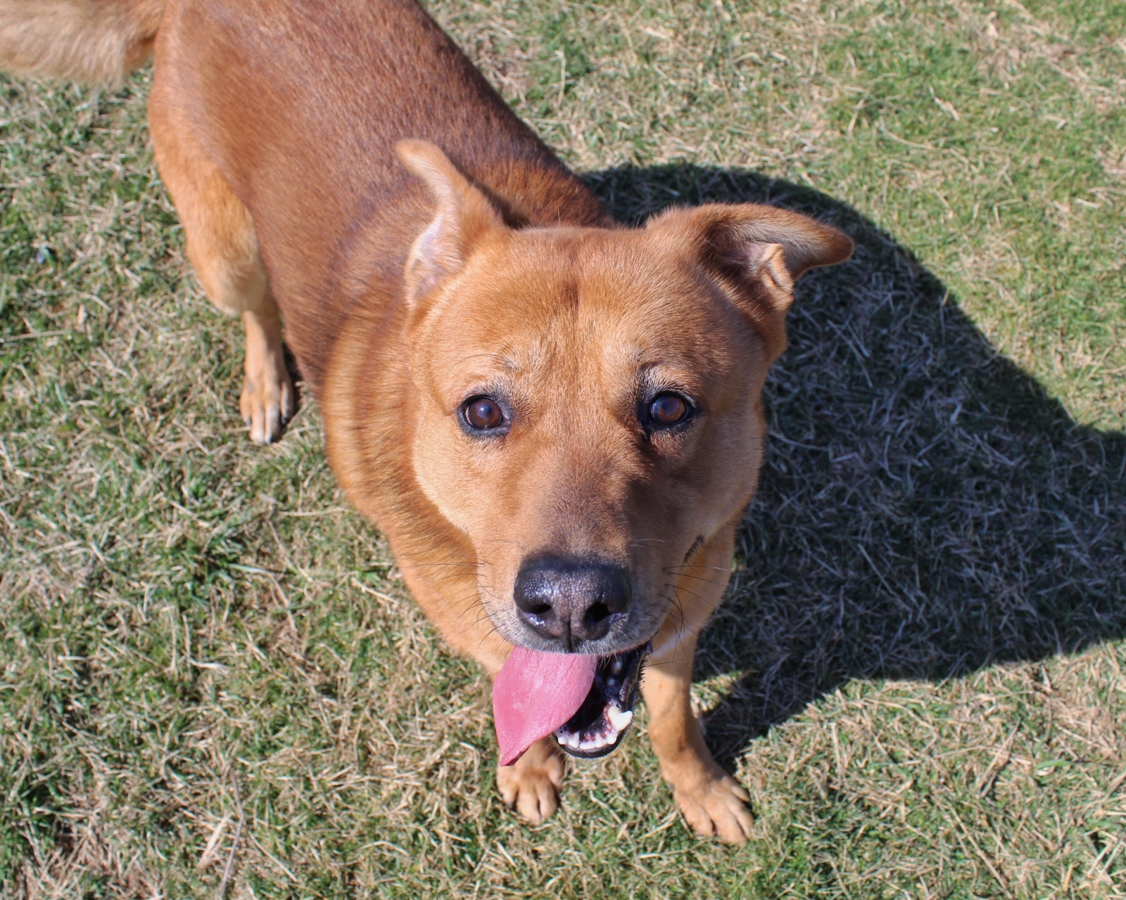 GUNTHER the Fetch Master, an adoptable German Shepherd Dog in Vallonia, IN, 47281 | Photo Image 3