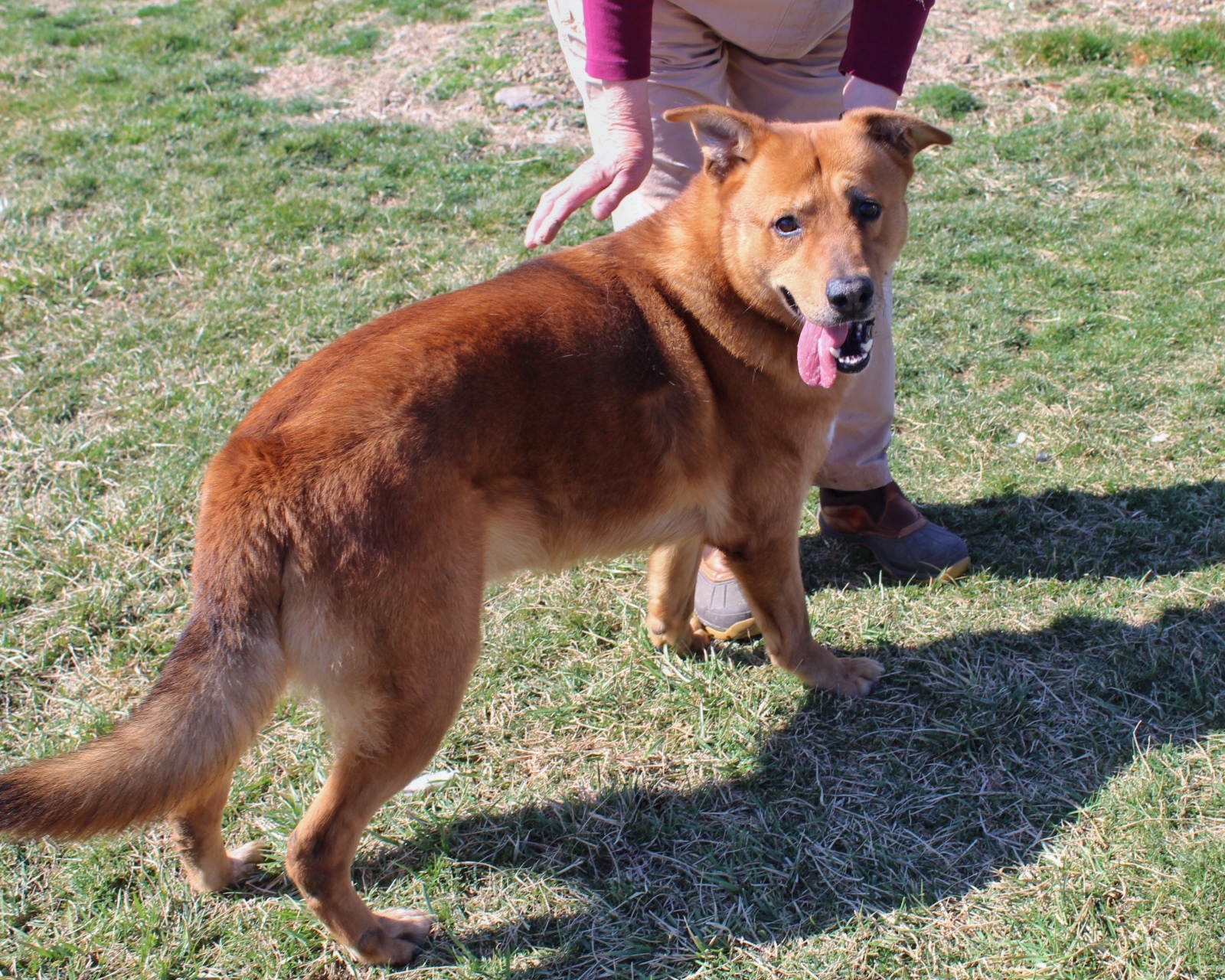 GUNTHER the Fetch Master, an adoptable German Shepherd Dog in Vallonia, IN, 47281 | Photo Image 4