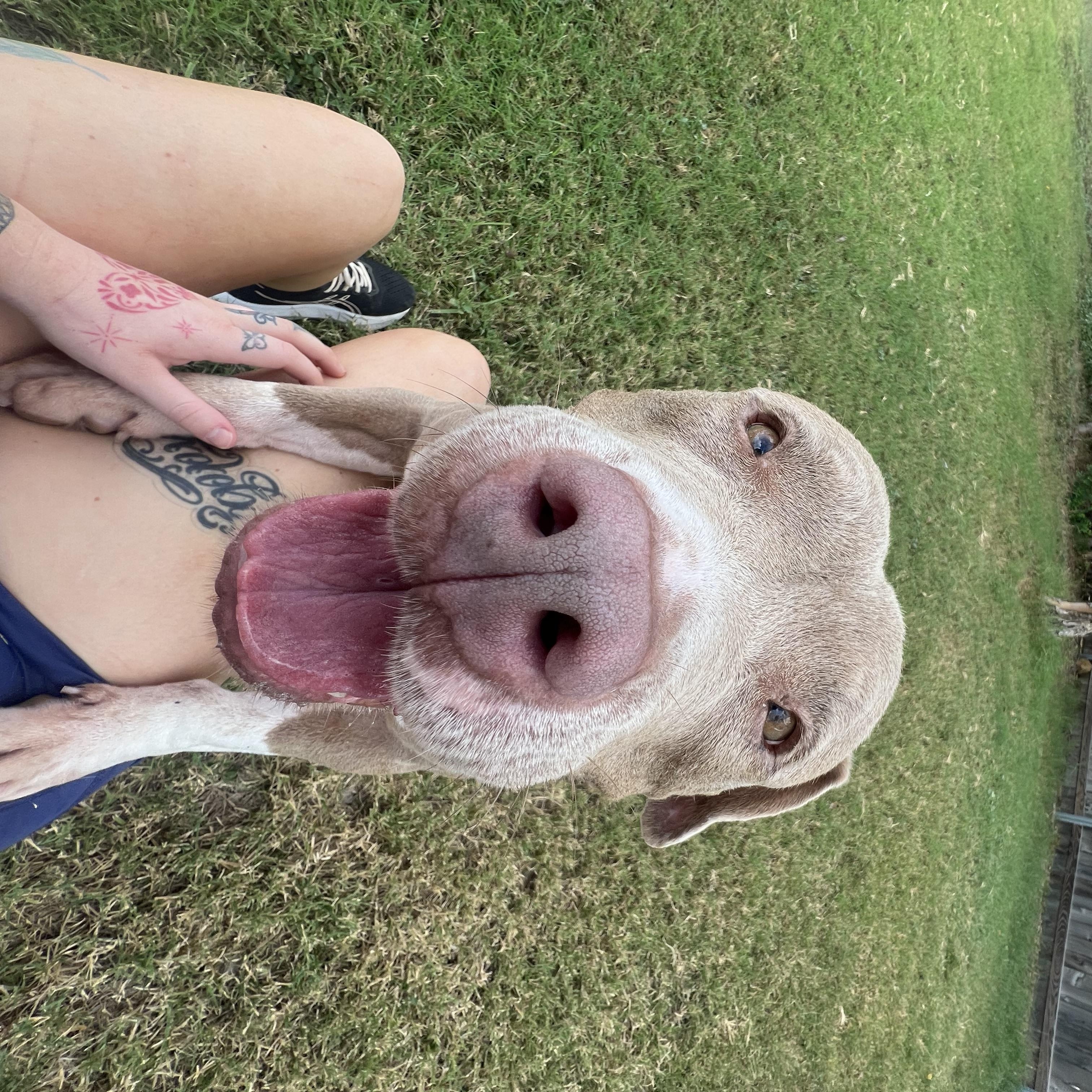 Layla, a ADOPTABLE mixed breed in San Antonio, TX image 4/4