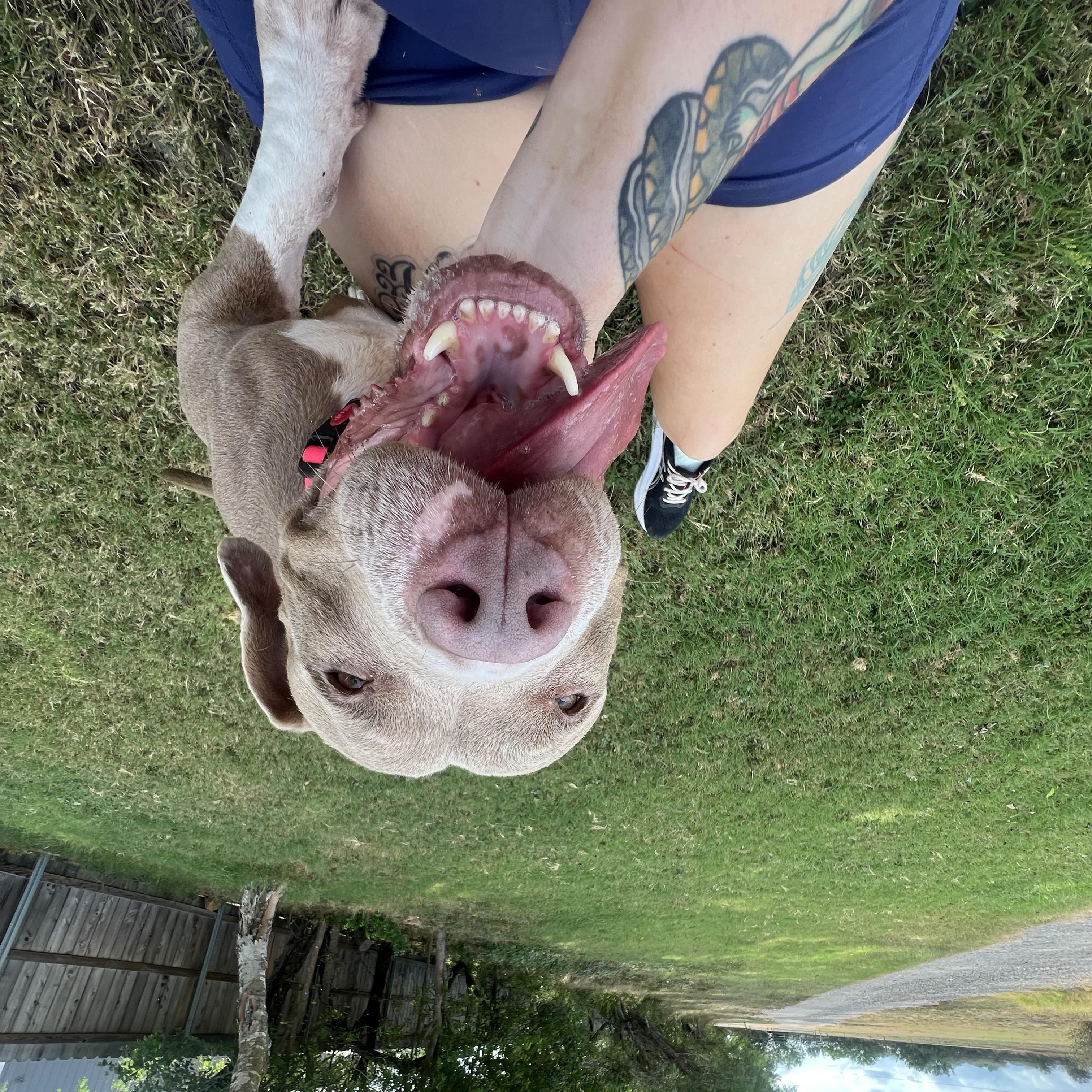 Layla, a ADOPTABLE mixed breed in San Antonio, TX image 2/4