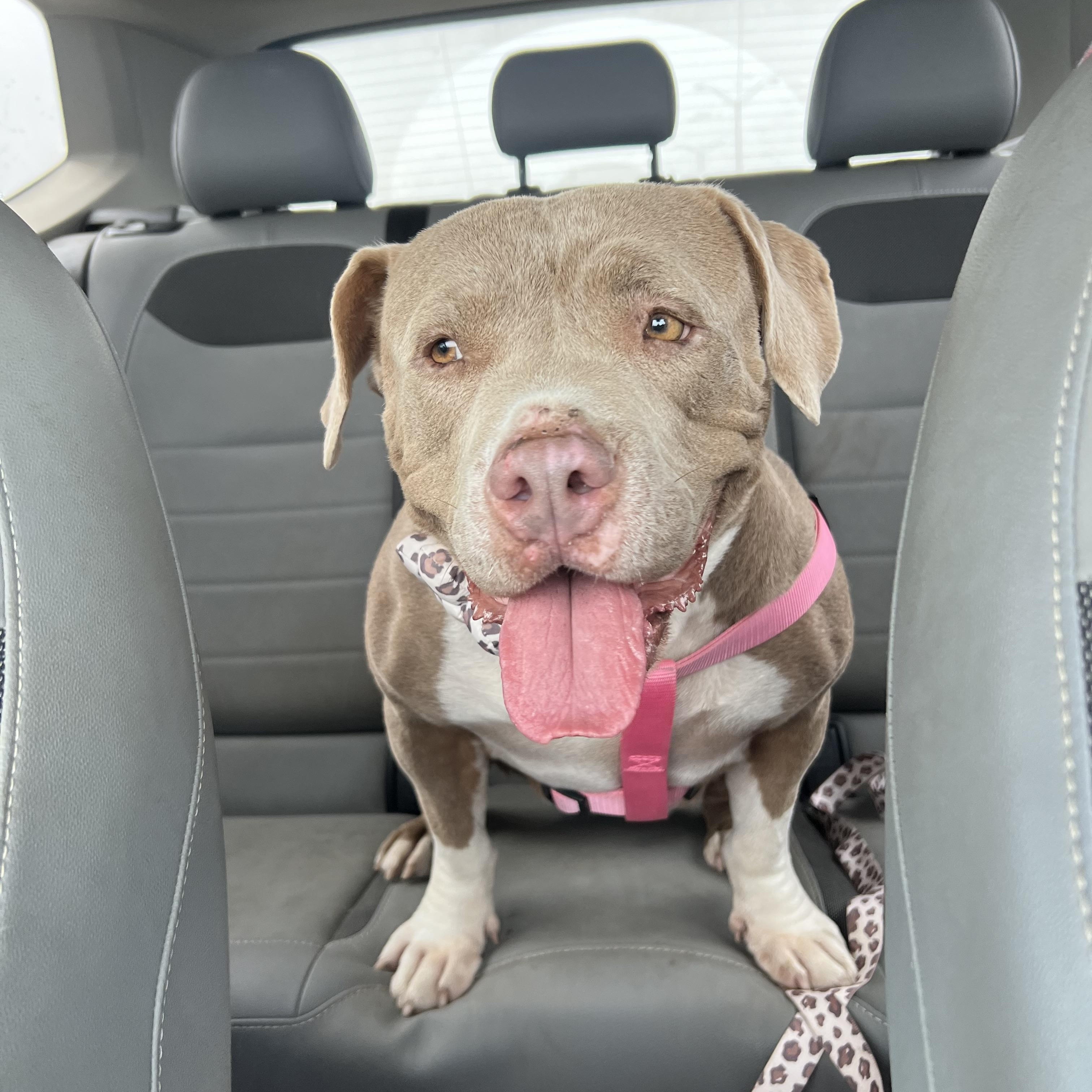 Layla, ADOPTABLE, Adult Female American Staffordshire Terrier & Pit Bull Terrier.