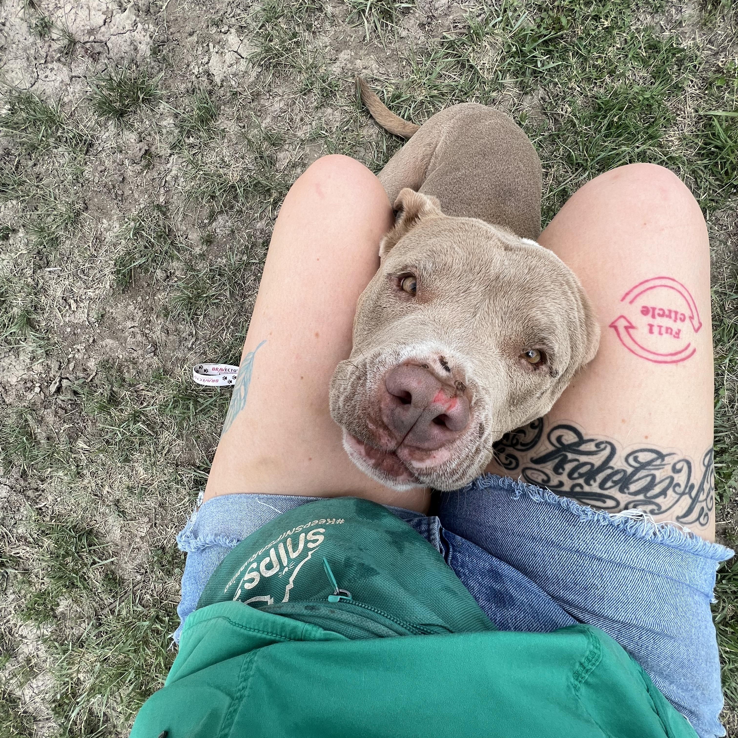 Layla, a ADOPTABLE mixed breed in San Antonio, TX image 3/4