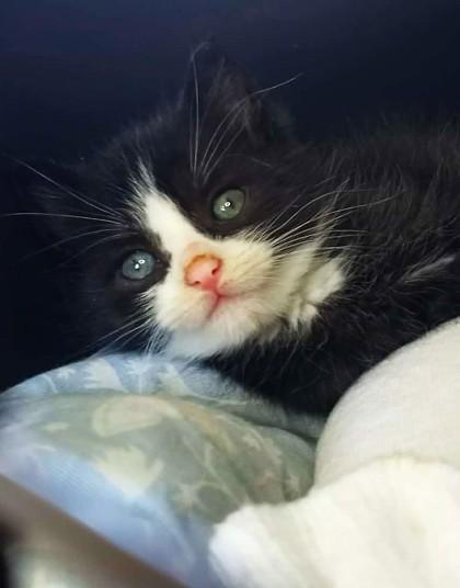 Bobby, ADOPTABLE, Kitten Male Domestic Short Hair.
