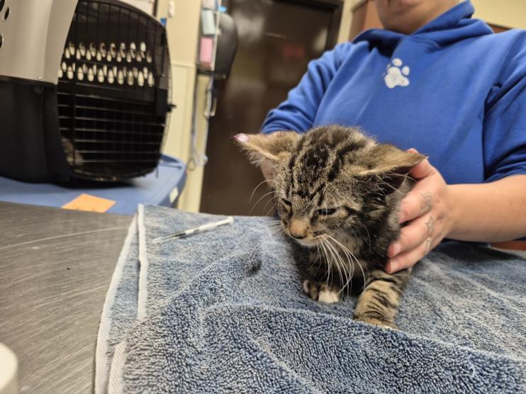 MARS, Adoptable, Kitten Male Domestic Short Hair.