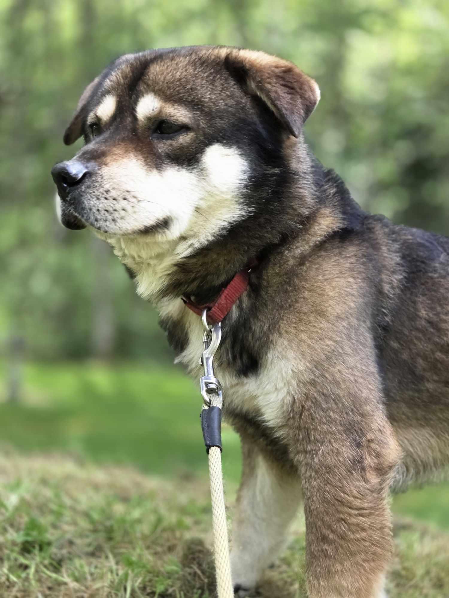 Billie-The Kid-40 lbs.