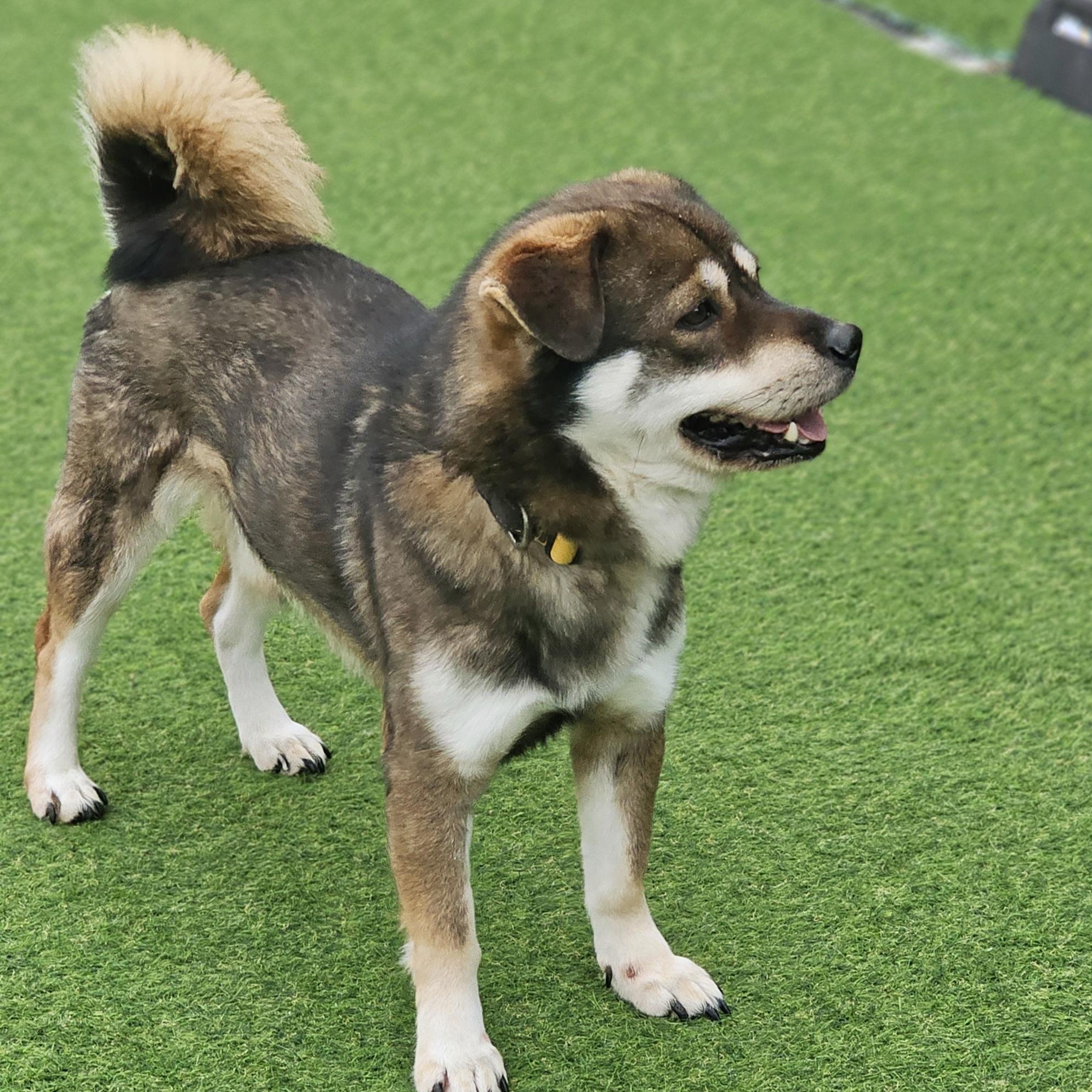 Billie-The Kid-40 lbs.