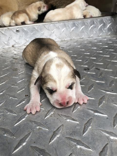 Enlarge CHAD, a Adoptable Mixed Breed in Dallas, TX image 1/1