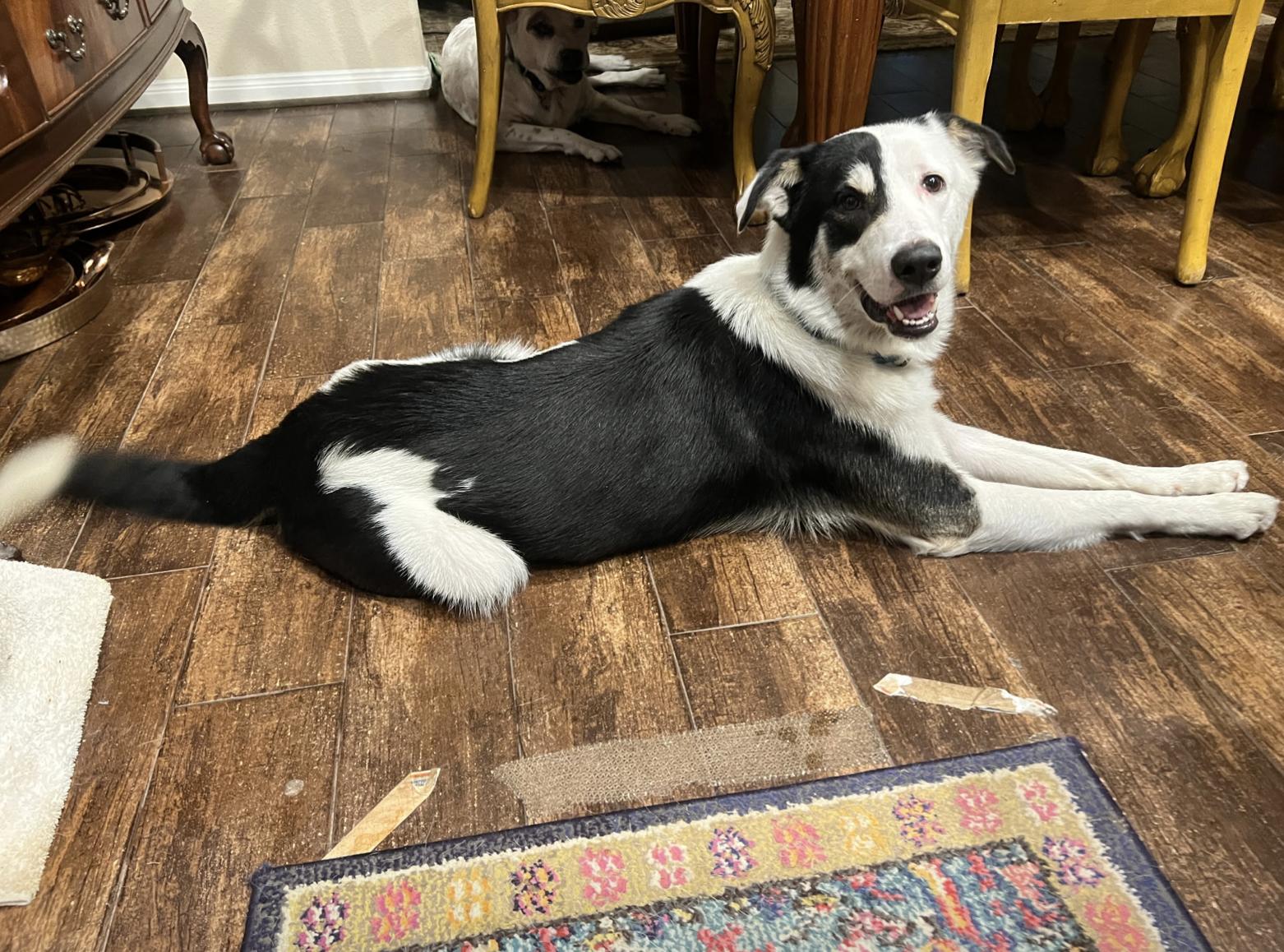 Domino