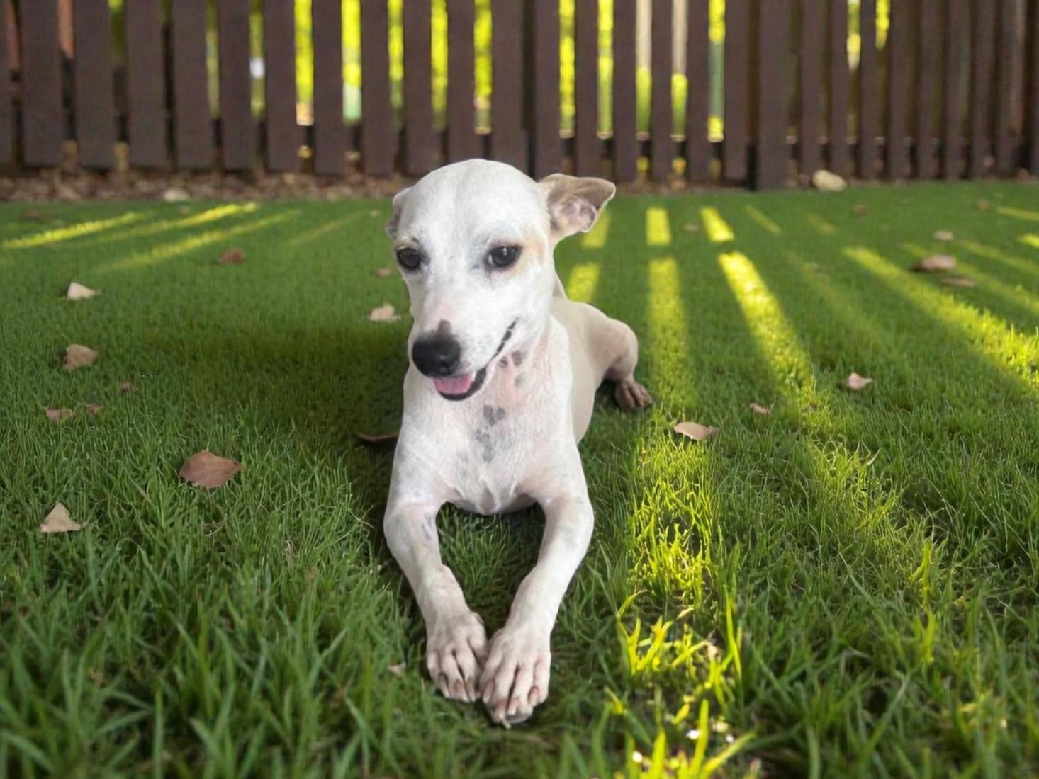 Tuco — thumbnail 3