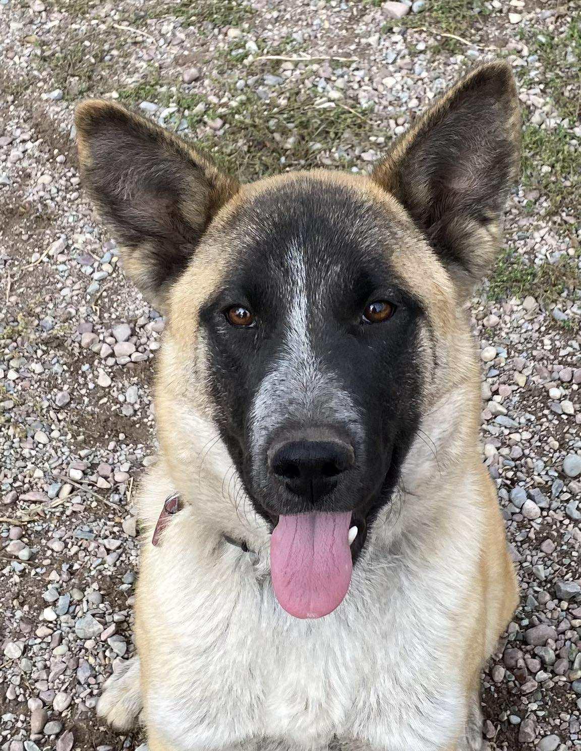 Princess, an adoptable Shepherd in Polson, MT, 59860 | Photo Image 5