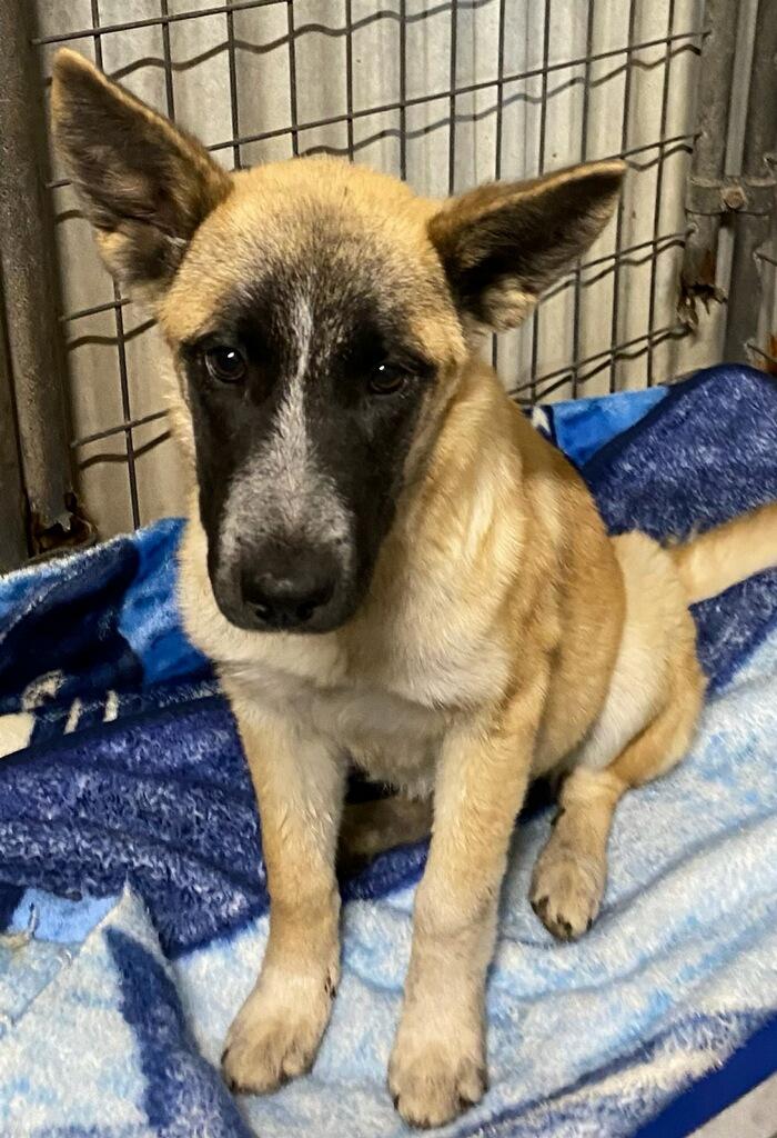 Princess, an adoptable Shepherd in Polson, MT, 59860 | Photo Image 2