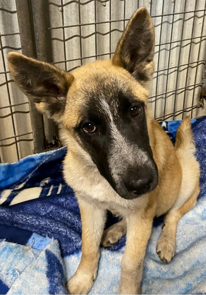 Princess, an adoptable Shepherd in Polson, MT, 59860 | Photo Image 3