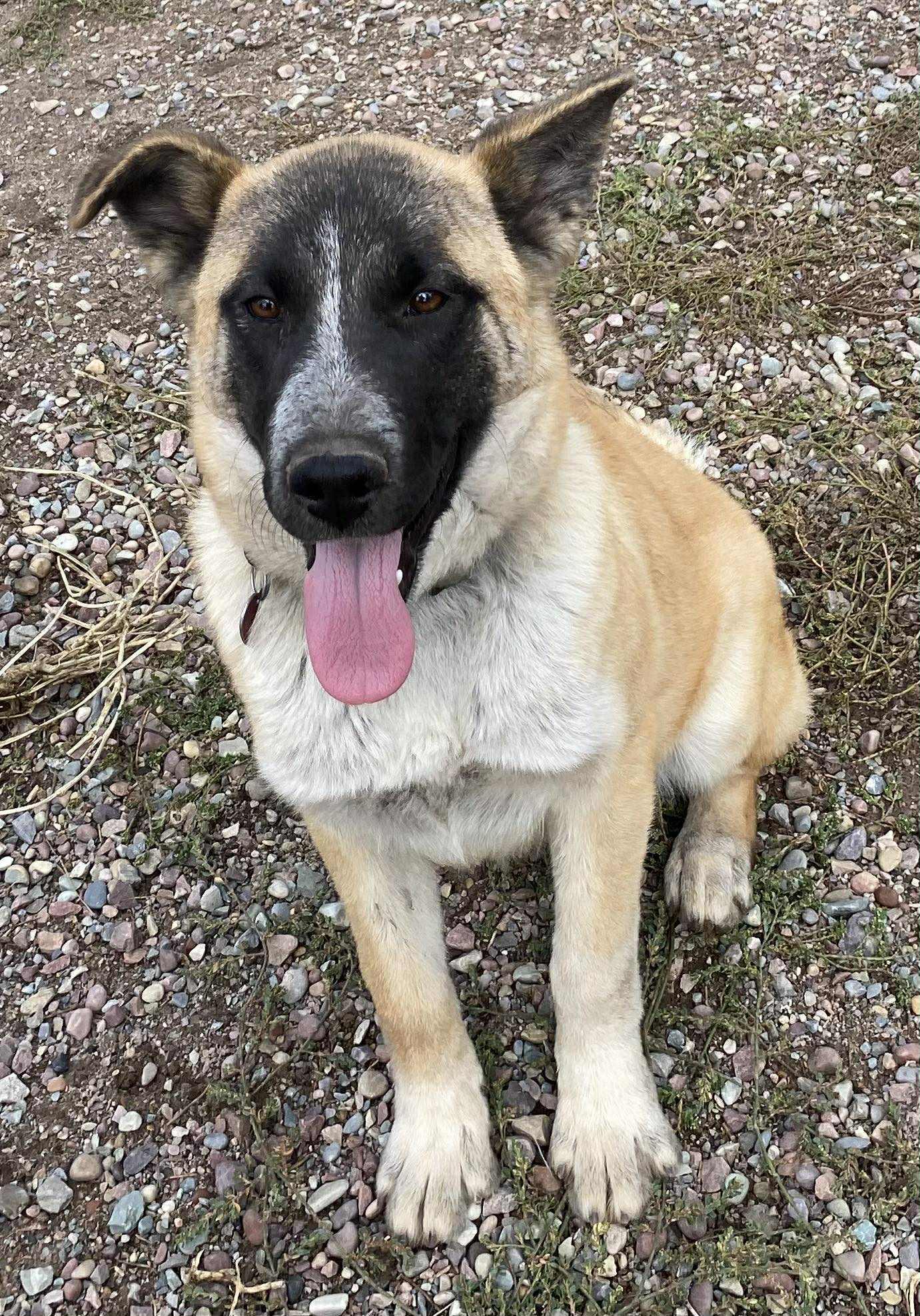 Princess, an adoptable Shepherd in Polson, MT, 59860 | Photo Image 4
