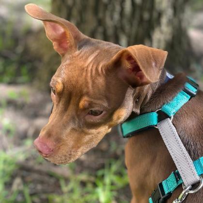 Enlarge Zinnia, a Adoptable mixed breed in Portland, ME image 2/2