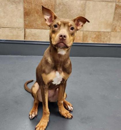 Zinnia, Adoptable, Young Female Doberman Pinscher.
