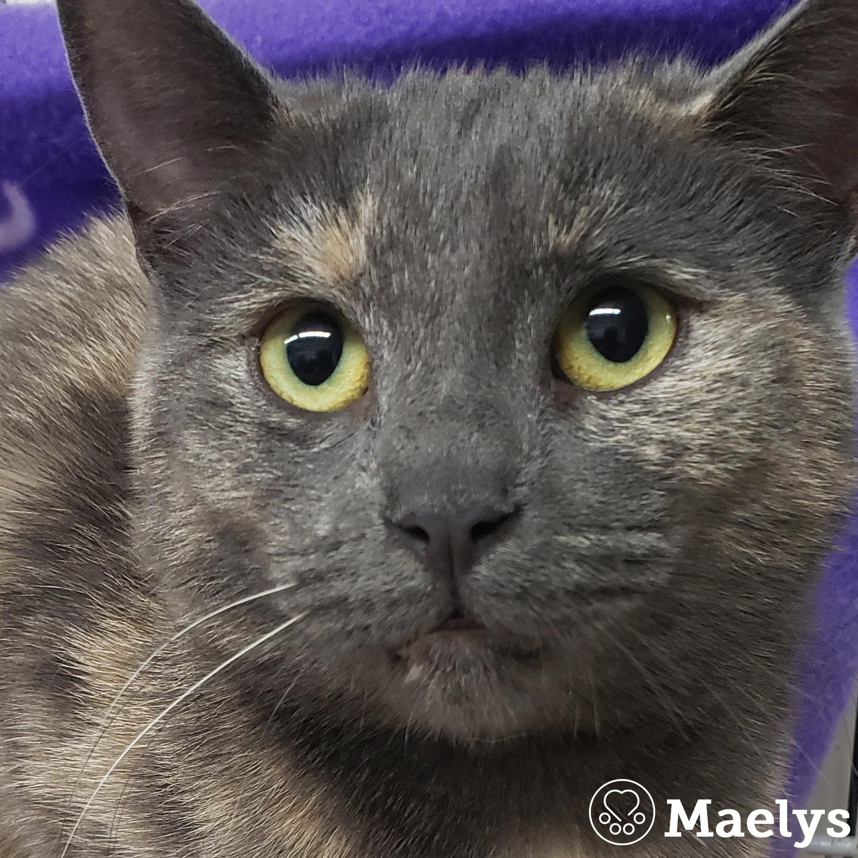 Maelys, Adoptable, Young Female Domestic Short Hair.