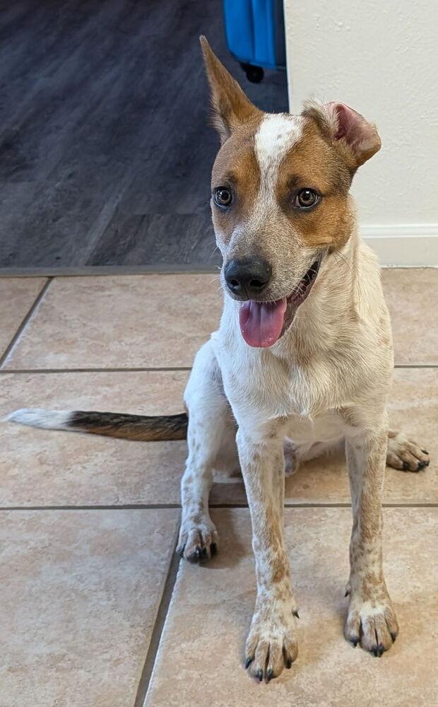 Enlarge Musketeers:  Aramis "Jasper", a Adoptable mixed breed in Dallas, TX image 1/3