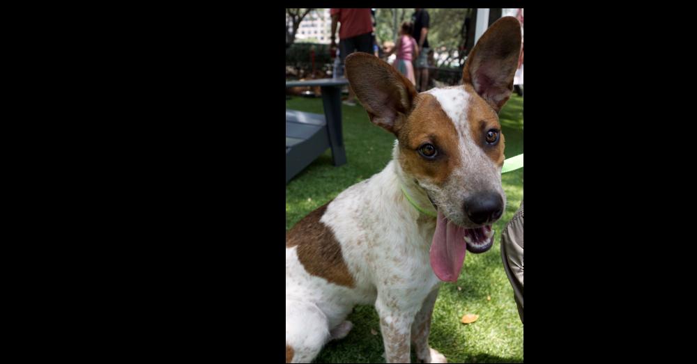 Enlarge Musketeers:  Aramis "Jasper", a Adoptable mixed breed in Dallas, TX image 2/3