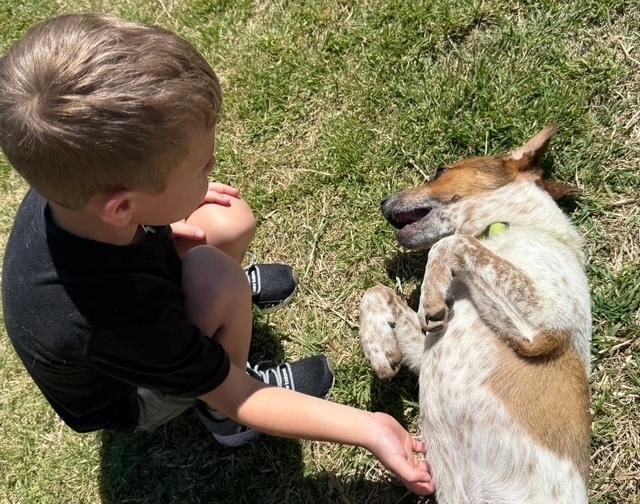 Enlarge Musketeers:  Aramis "Jasper", a Adoptable mixed breed in Dallas, TX image 3/3