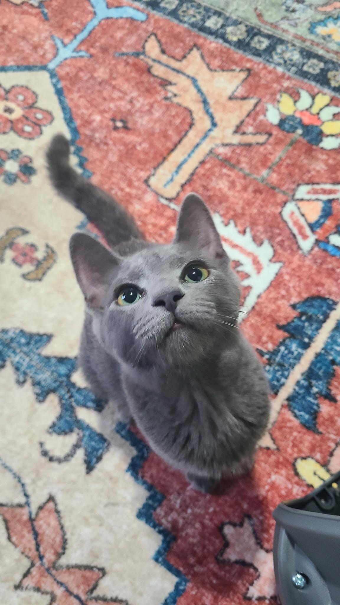Enlarge Sophia (cat cafe), a Adoptable Domestic Short Hair in West Lafayette, IN image 3/3